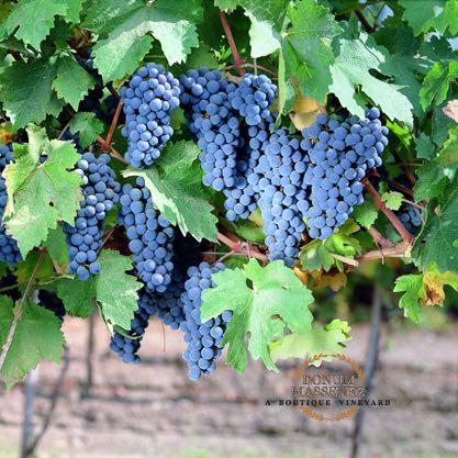 Massenez Wine Grape